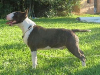 Étalon Bull Terrier - CH. Ziggy zeppelin remusdog Timar