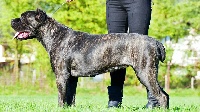 Étalon Cane Corso - Tara corso bih