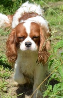 Étalon Cavalier King Charles Spaniel - O'sborg Of Love Jewel