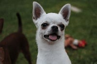 Étalon Chihuahua - French Style Lord swarovski