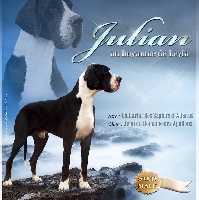 Étalon Dogue allemand - Julian Au Royaume De Leyla