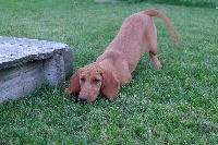 Étalon Griffon fauve de Bretagne - Polo De La Hache De Vaa