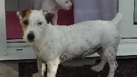 Étalon Jack Russell Terrier - Inside Du champ de l'ormeau