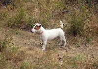 Étalon Jack Russell Terrier - Frype du creux du nant