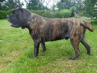 Étalon Mastiff - Holmes Of the little big man