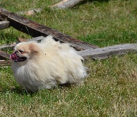 Étalon Pekinois - James du domaine du blanc-nez