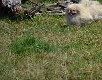 Étalon Pekinois - Justine du domaine du blanc-nez