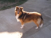 Étalon Shetland Sheepdog - Lauviah des Bordes Rouges