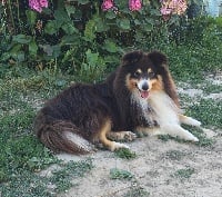 Étalon Shetland Sheepdog - Infini garnement du Cap de la Coste