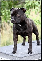 Étalon Staffordshire Bull Terrier - Cassius clay great'n glory