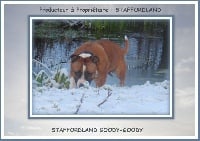 Étalon Staffordshire Bull Terrier - Staffordland Goody-goody