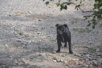 Étalon Staffordshire Bull Terrier - Julia Des Sources De La Liane