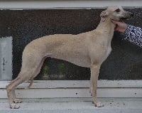 Étalon Whippet - Jasmine du haras d'hélios