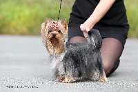 Étalon Yorkshire Terrier - CH. mini shop Comin up-ii