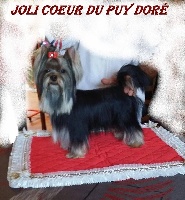 Étalon Yorkshire Terrier - Joli-coeur du Puy Doré
