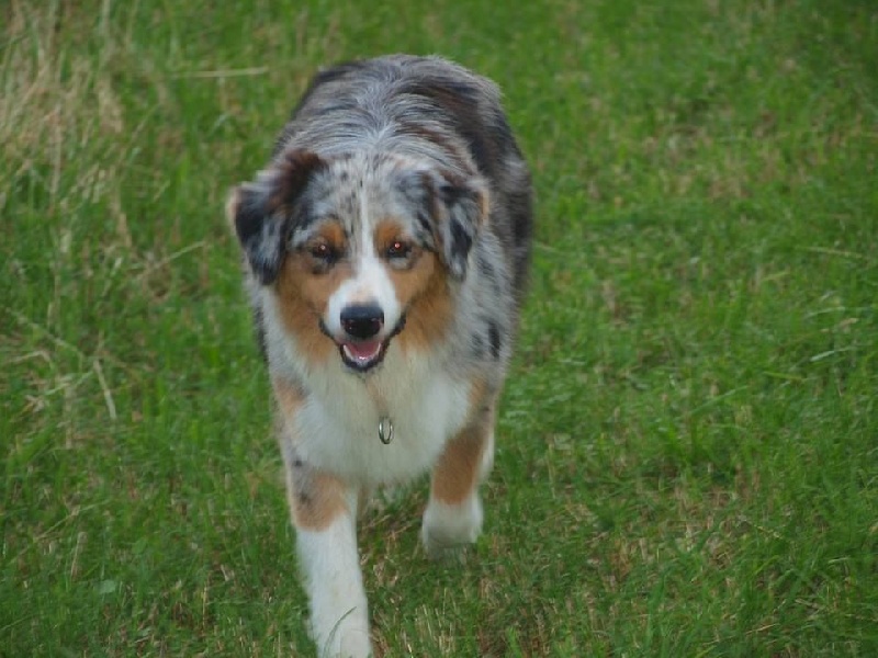 Na Caorrun Lady blue