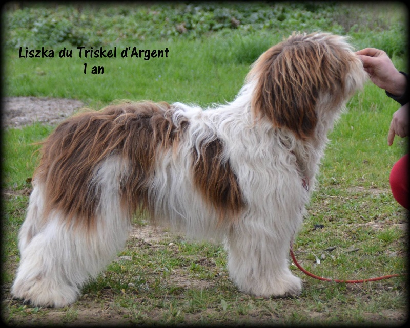 Publication : du triskel d'argent Auteur : Elevage du Triskel d'Argent