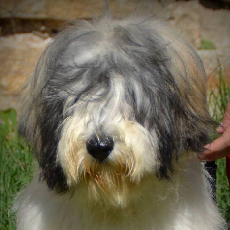 Publication : du triskel d'argent Auteur : Elevage du Triskel d'Argent