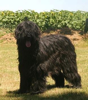 Publication : du clos de félines 