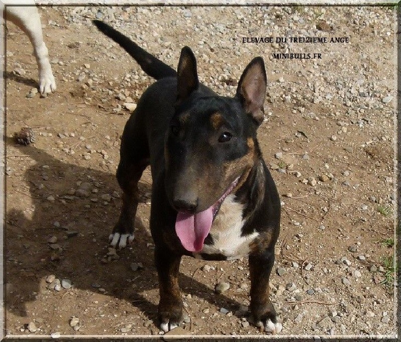 Publication : Du treizieme ange Auteur : Elevage du Treizième Ange