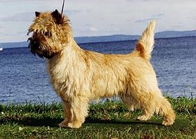 CH. Hjohoo's Liten pa hjorden