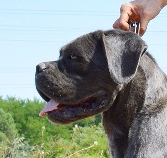 Lambrusco des Dunes Des Sages