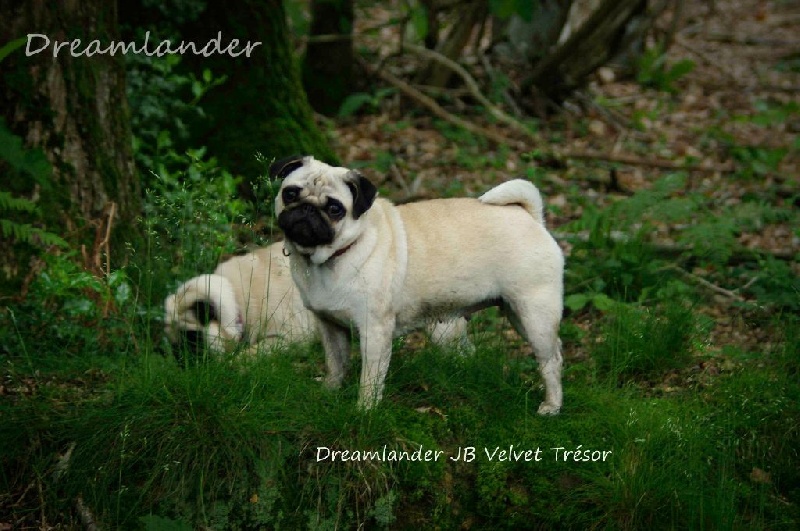Publication : Dreamlander Auteur : Dreamlander bulldog et carlin