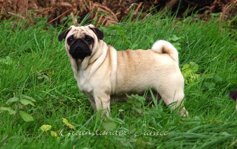 Publication : Dreamlander Auteur : Dreamlander