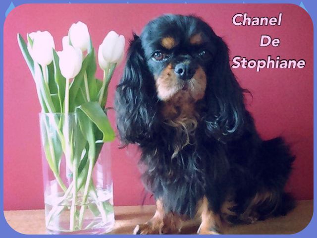 Chanel de Stophiane
