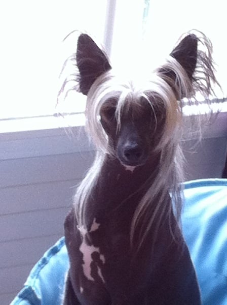 Publication : De El Diamante De Entre-Rios 