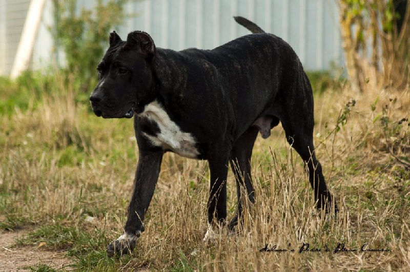  Auteur : Kennel Auluan's