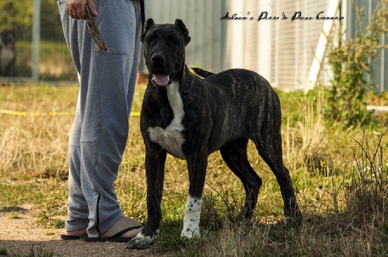  Auteur : Kennel Auluan's