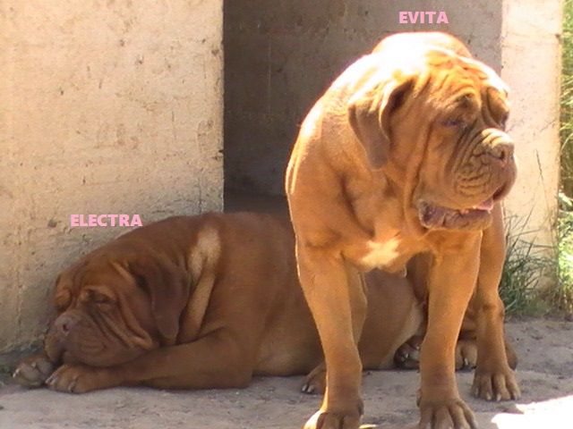 red-stone-dog Evita