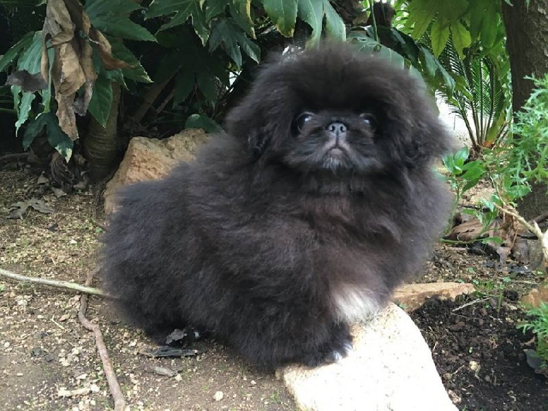 Publication : De lovely glasgow