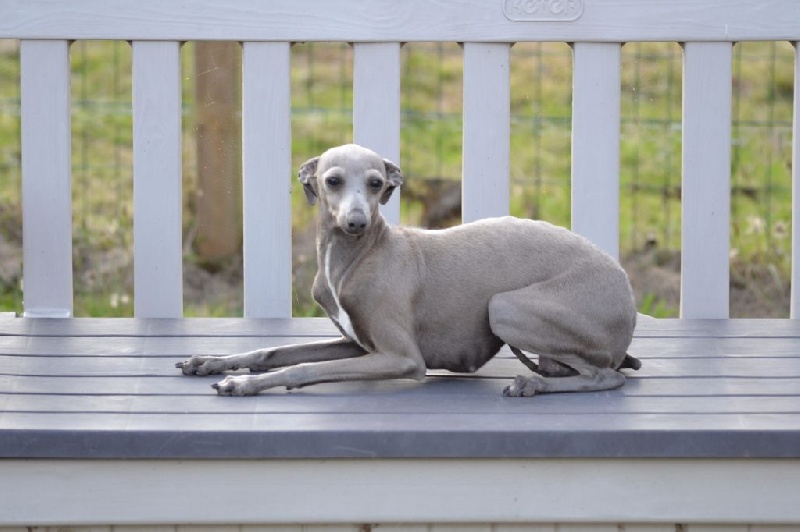 Publication : des Petites Symphonies 