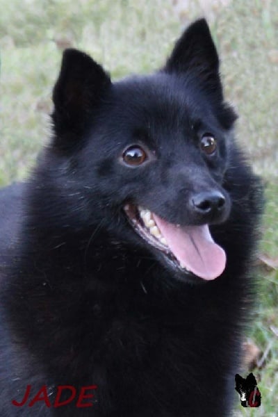 Publication : du clos jennyfer Auteur : Le Clos Jennyfer