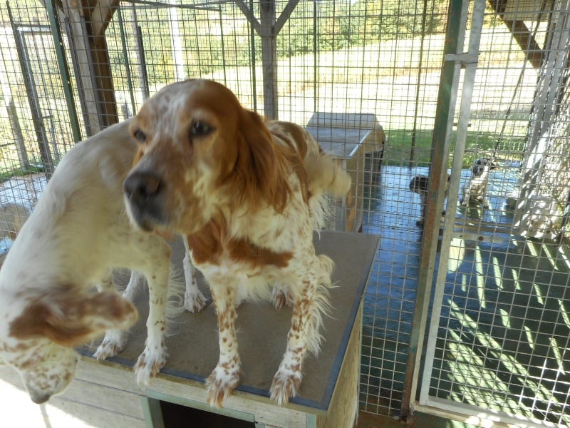 Publication : De La Vallée De Champlebout Auteur : Laurent Duverneuil