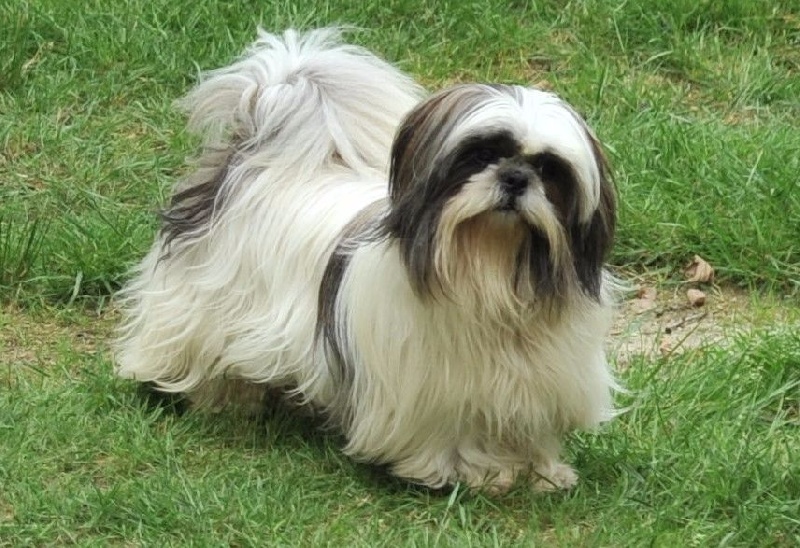 Publication : du moulin de madjurie Auteur : Maxime MABILLE