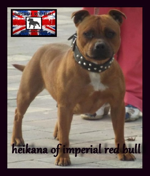 Heikana of Imperial Red Bull