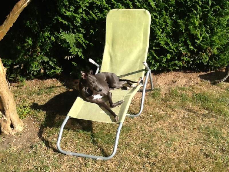 Publication : du bois de Roquelaure