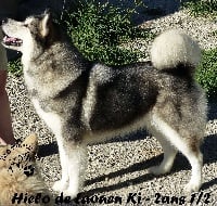 Étalon Alaskan Malamute - CH. Hielo de laouen ki