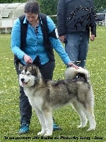 Étalon Alaskan Malamute - Je me souviens De Prana Des Loups