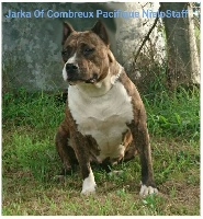 Étalon American Staffordshire Terrier - Jarka of combreux Pacifique Nielo Staff