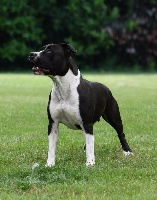 Étalon American Staffordshire Terrier - Hope for straight 'n fiery de Lady Siska