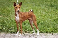 Étalon Basenji - Lubales lorette m'ry De cassandra