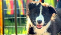 Étalon Border Collie - here i'm border Poukisa