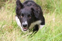 Étalon Border Collie - Palona Of Speed Of Light