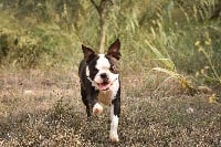 Étalon Boston Terrier - Ever Single Love is in the air