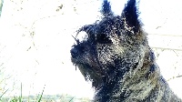 Étalon Cairn Terrier - Littlekiss du mas du zouave