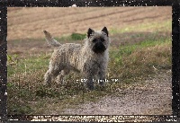 Étalon Cairn Terrier - Lilly Des guerriers chippewas